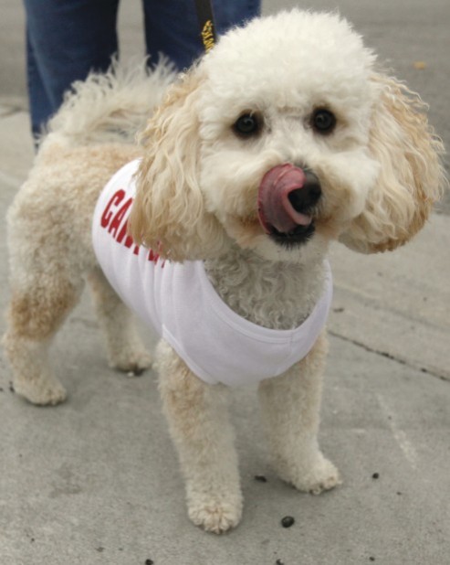 BlackHawk goes to the dogs